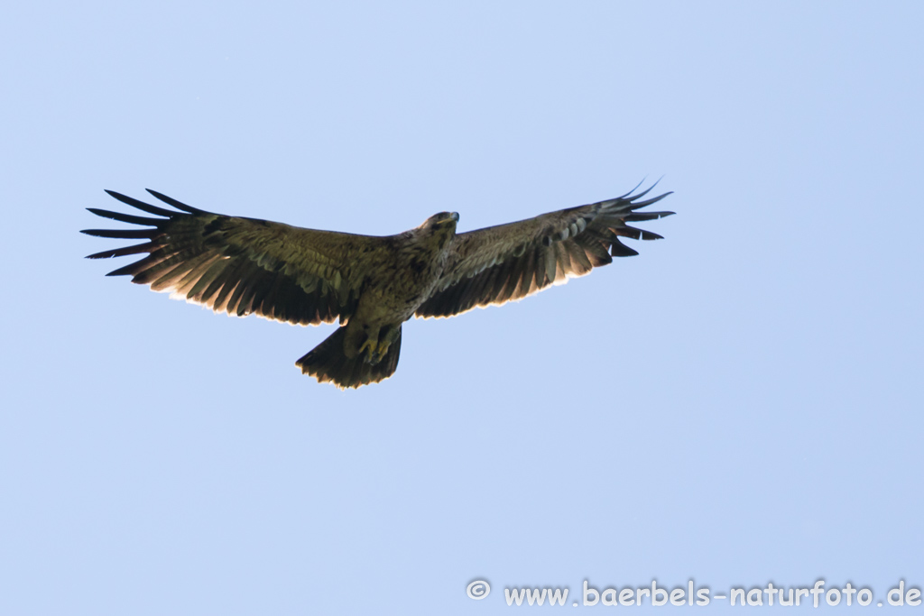 Kaiseradler