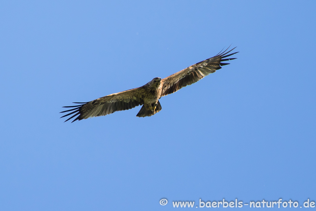 Kaiseradler