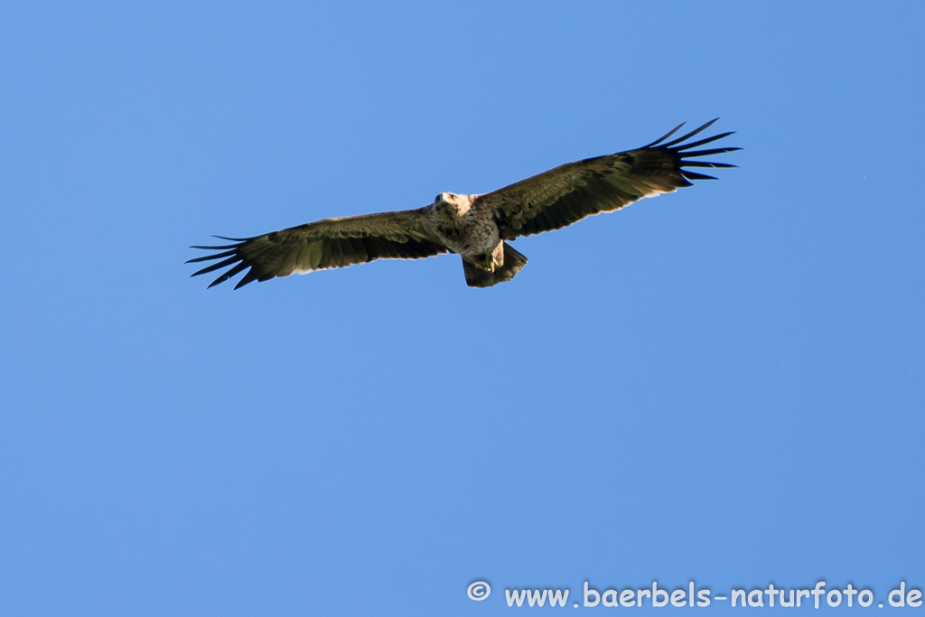 Kaiseradler