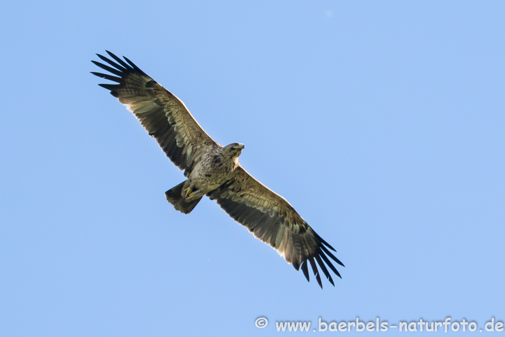 Kaiseradler