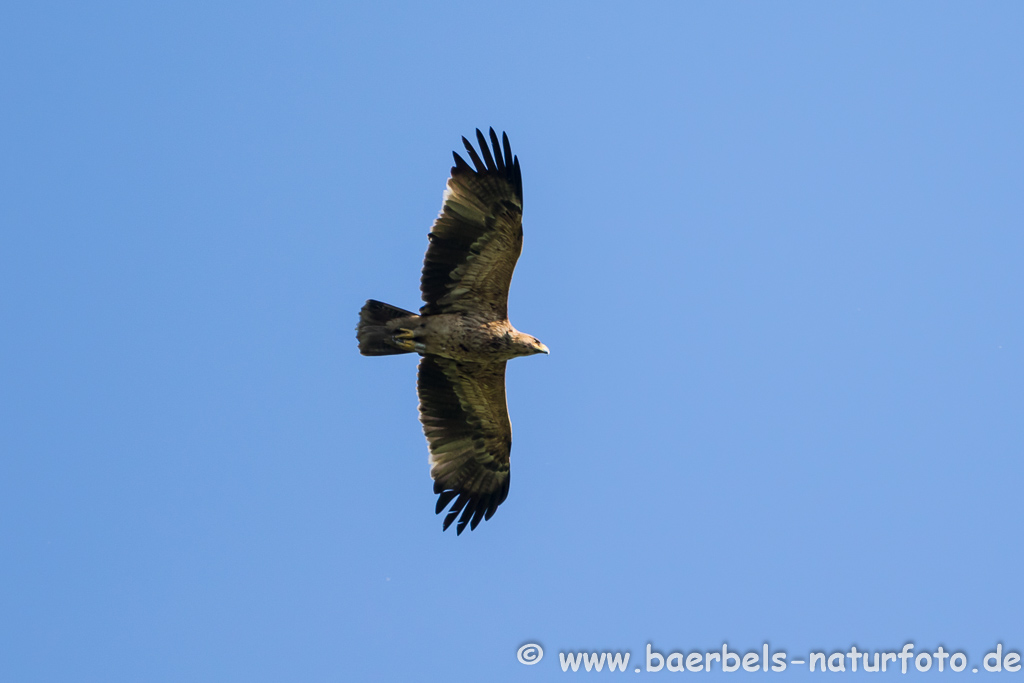 Kaiseradler