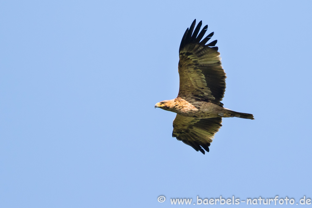 Kaiseradler