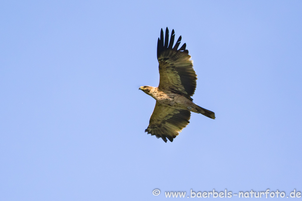 Kaiseradler