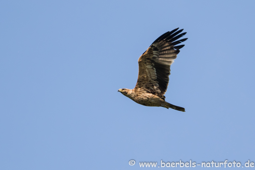 Kaiseradler