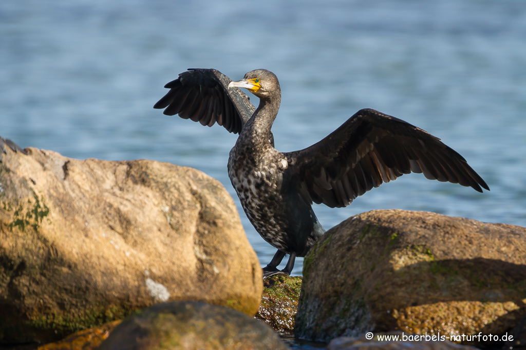 Kormoran