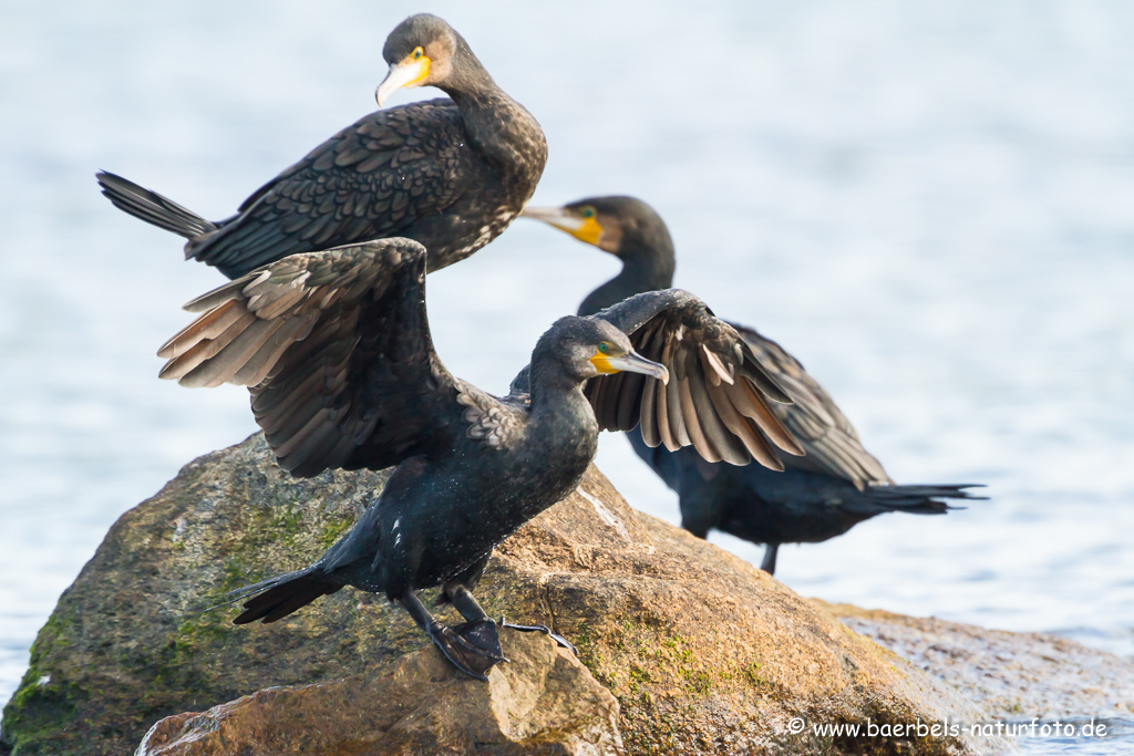 Kormoran