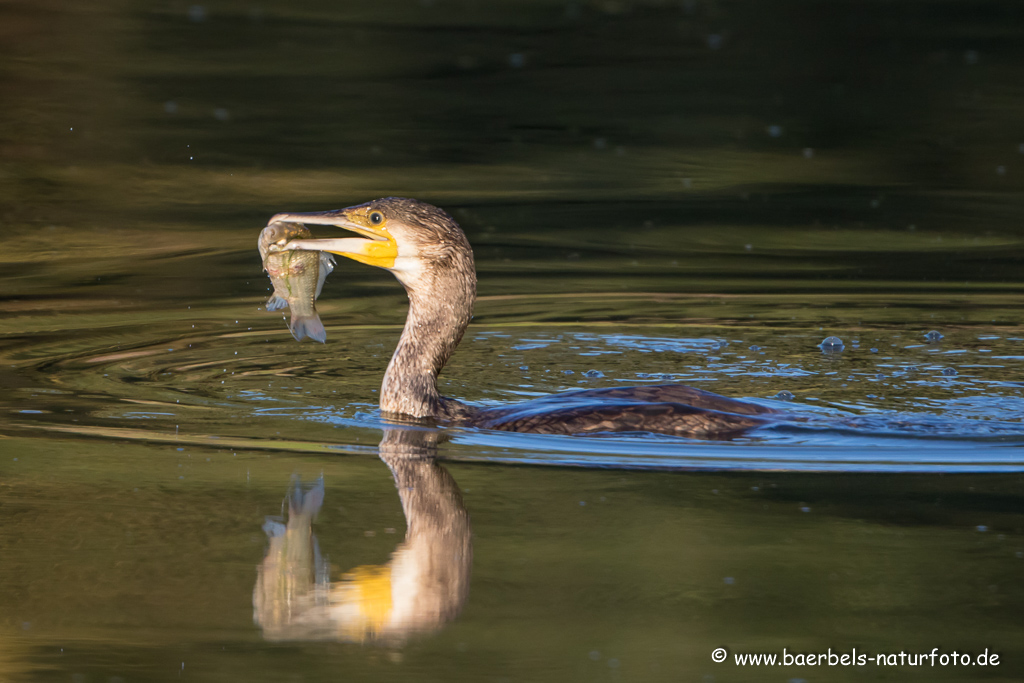 Kormoran