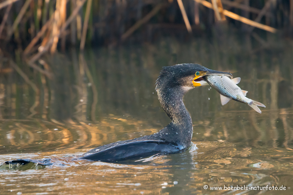 Kormoran