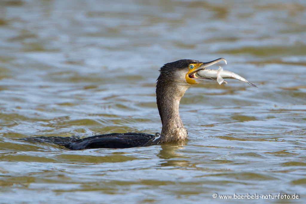 Kormoran