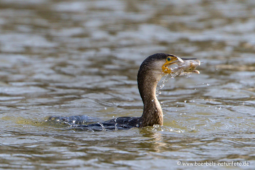 Kormoran