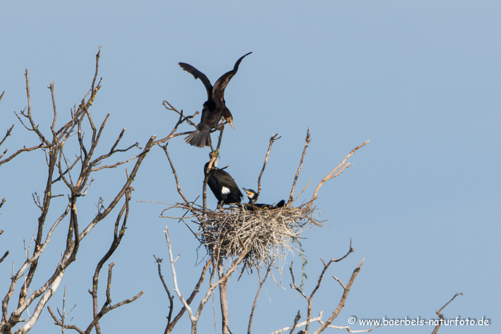 Kormoran