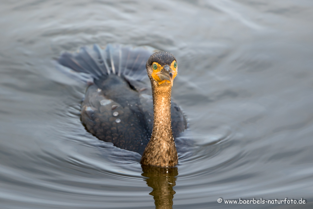 Kormoran