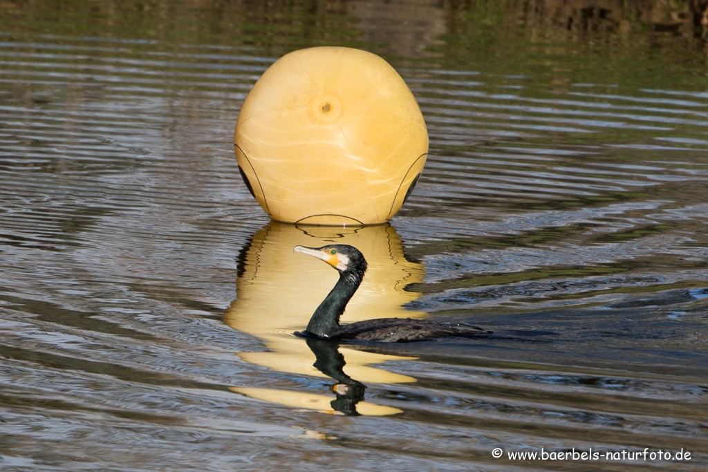 Kormoran