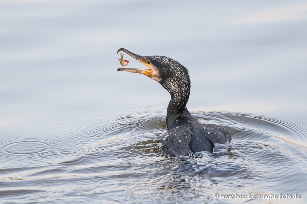 Kormoran