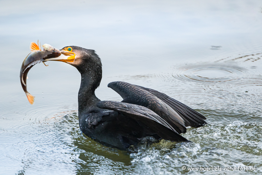 Kormoran