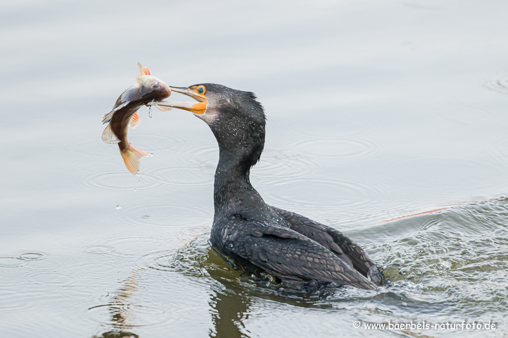 Kormoran