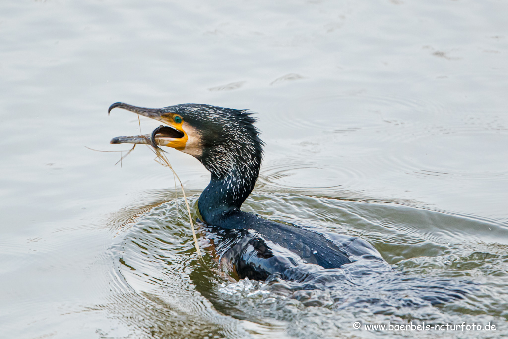 Kormoran