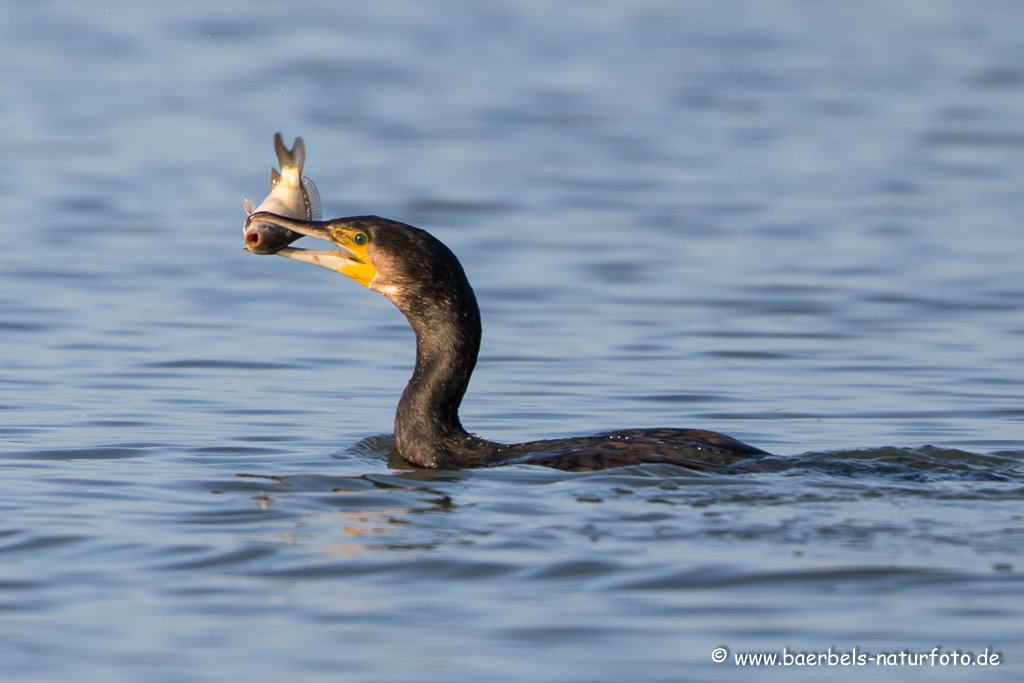 Kormoran