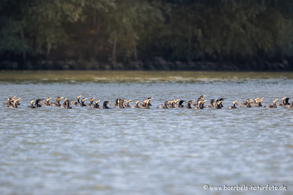 Kormoran