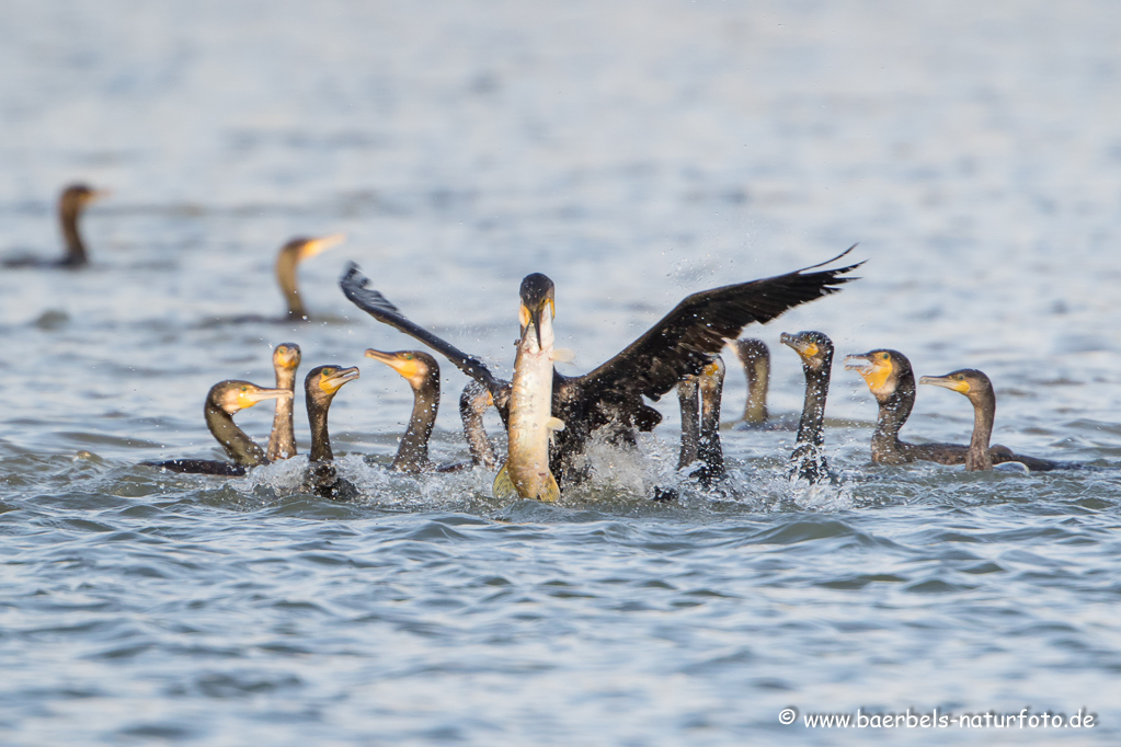 Kormoran