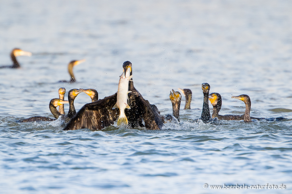 Kormoran