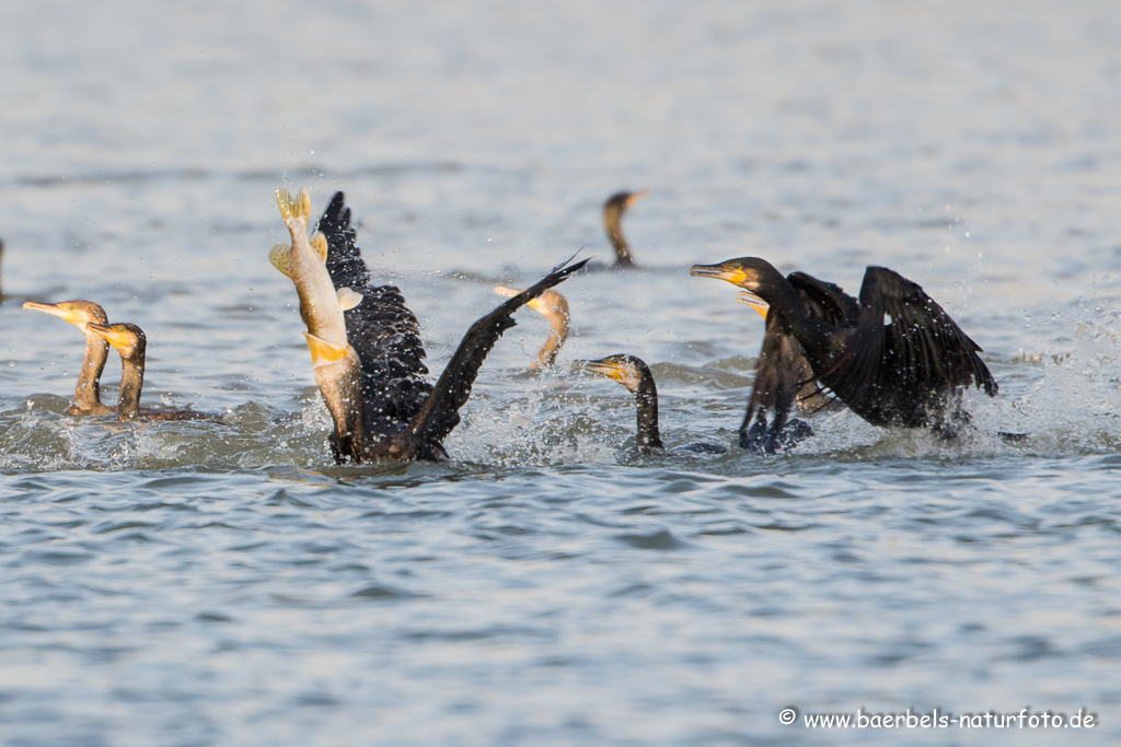 Kormoran