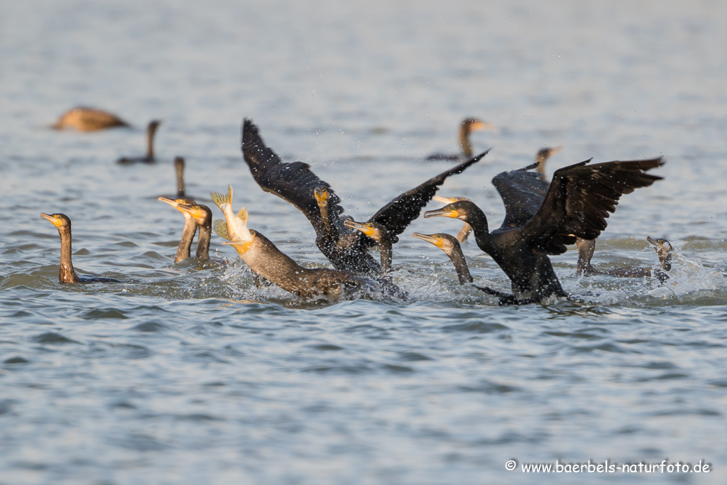 Kormoran