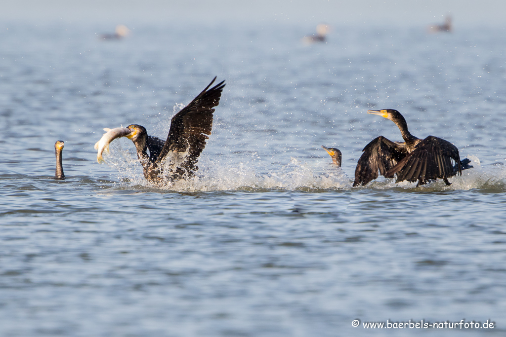 Kormoran