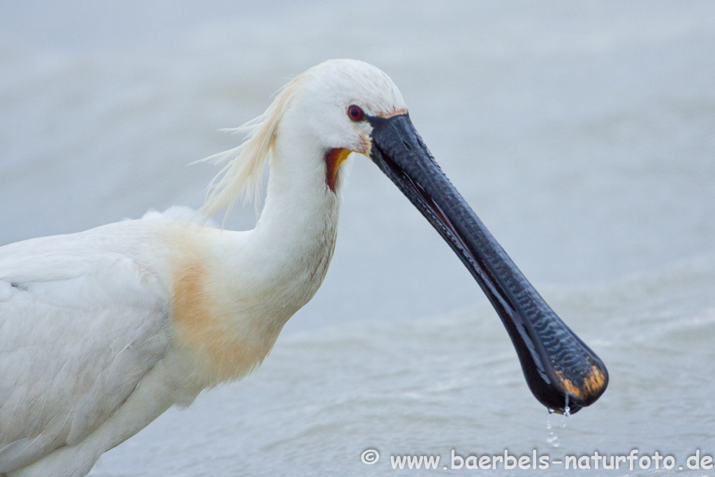 Löffler, Löffelreiher, Ibisvögel 