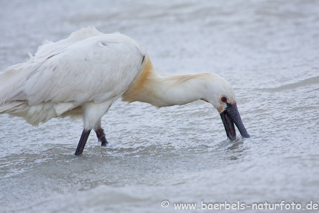 Löffler, Löffelreiher, Ibisvögel 