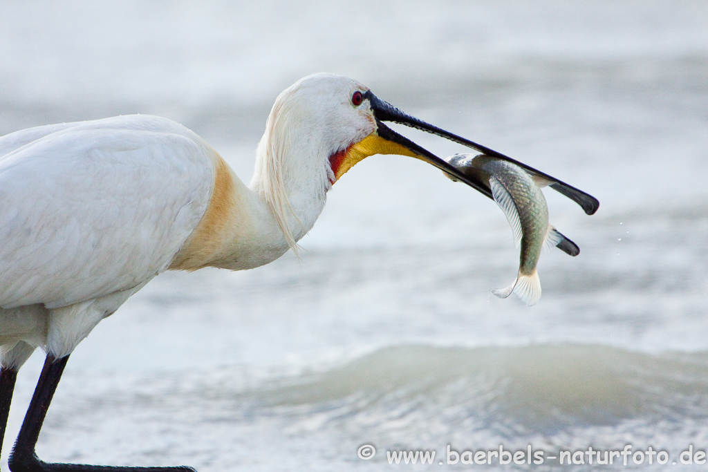 Löffler, Löffelreiher, Ibisvögel 