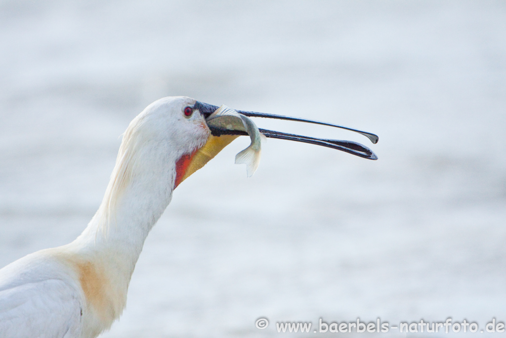 Löffler, Löffelreiher, Ibisvögel 