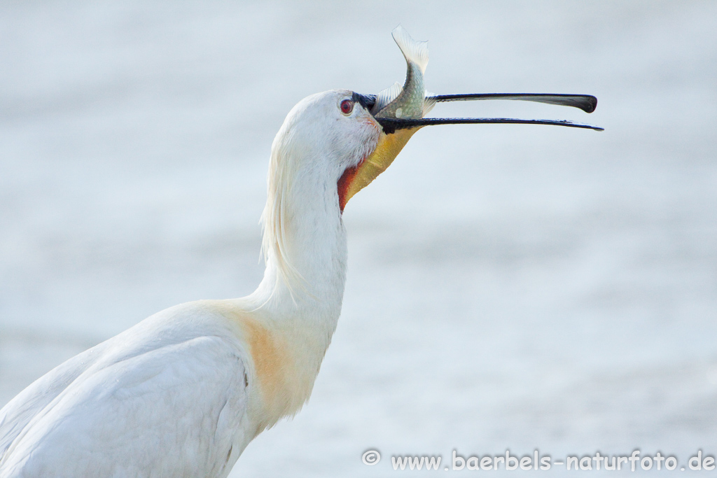 Löffler, Löffelreiher, Ibisvögel 