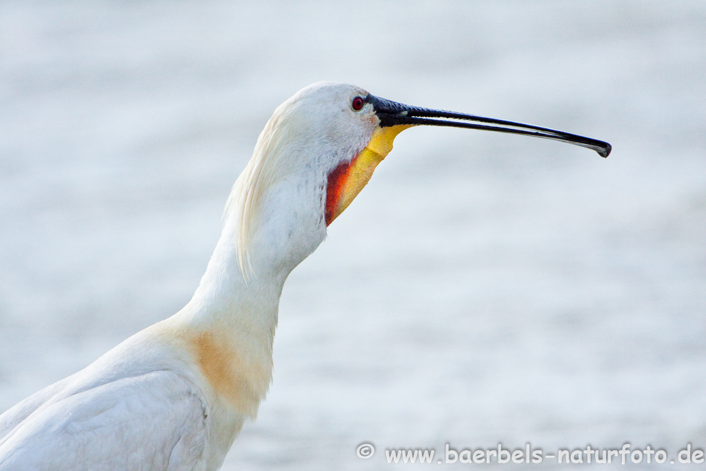 Löffler, Löffelreiher, Ibisvögel 