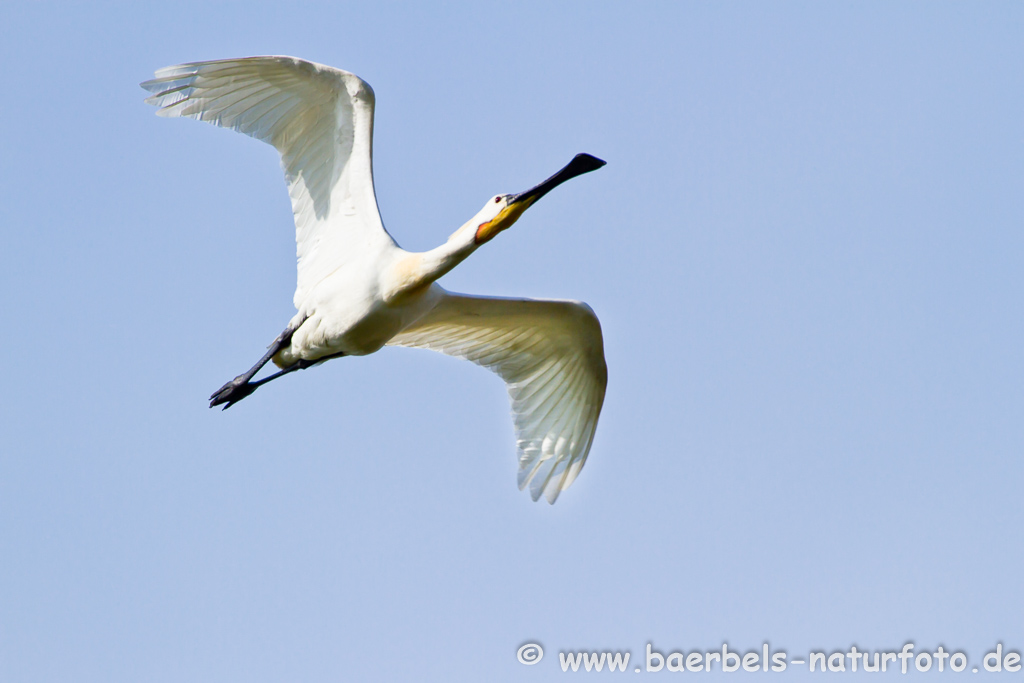 Löffler, Löffelreiher, Ibisvögel 