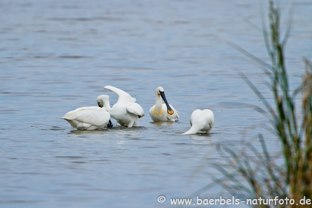 Löffler, Löffelreiher, Ibisvögel 