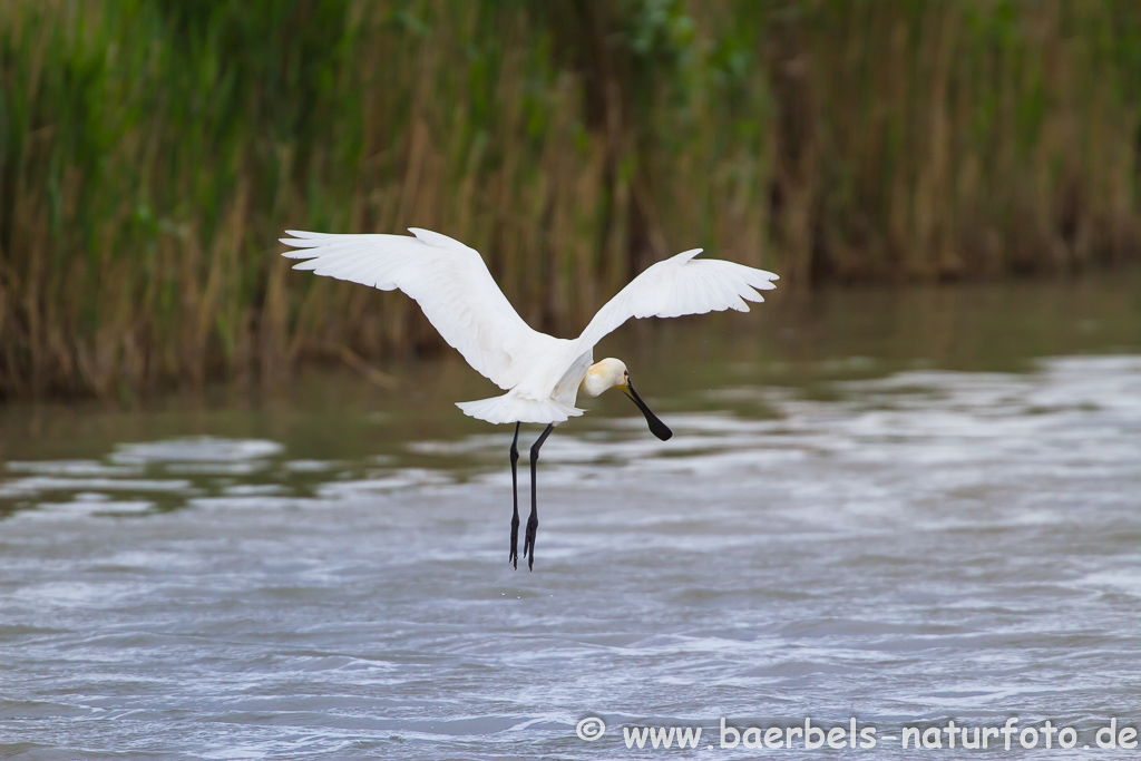 Löffler, Löffelreiher, Ibisvögel 