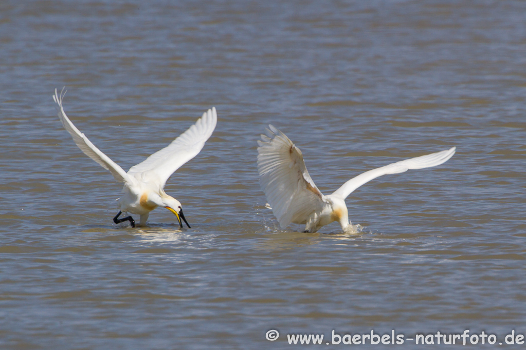 Löffler, Löffelreiher, Ibisvögel 