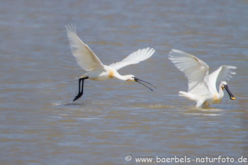 Löffler, Löffelreiher, Ibisvögel 