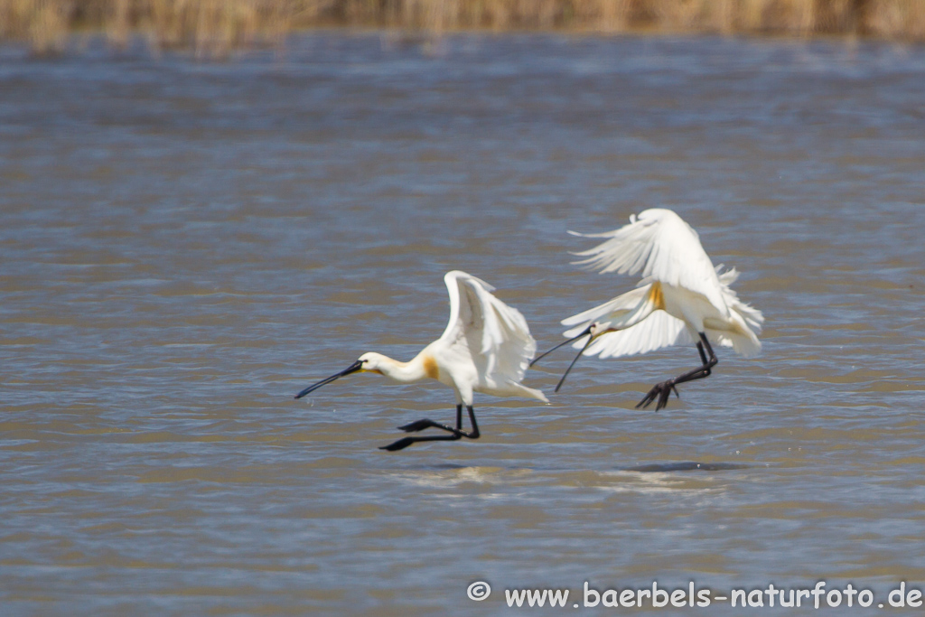 Löffler, Löffelreiher, Ibisvögel 