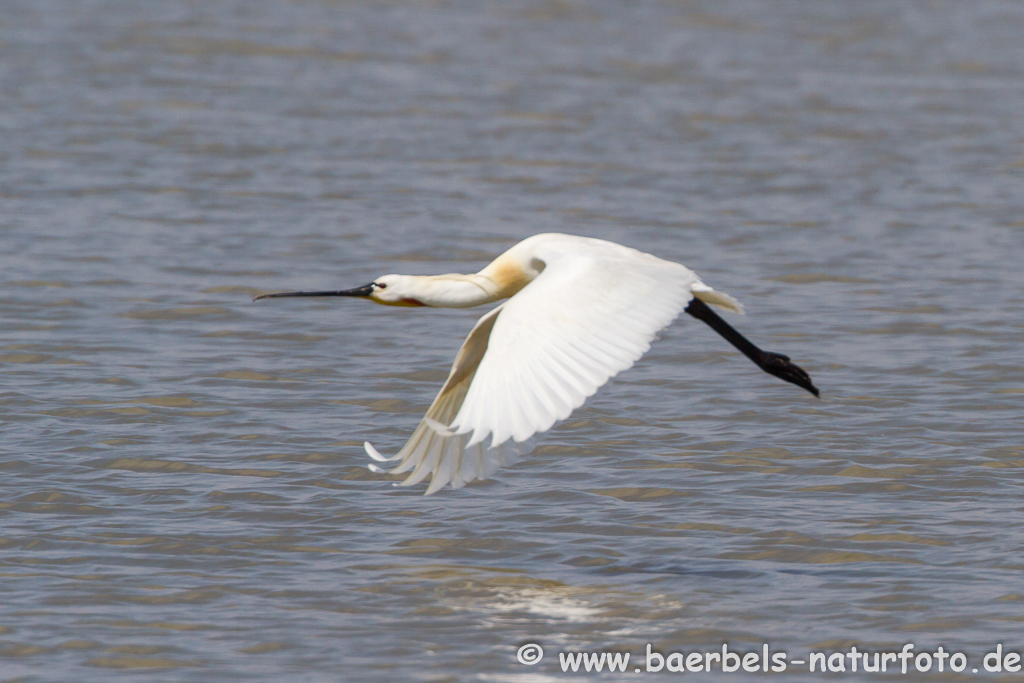 Löffler, Löffelreiher, Ibisvögel 