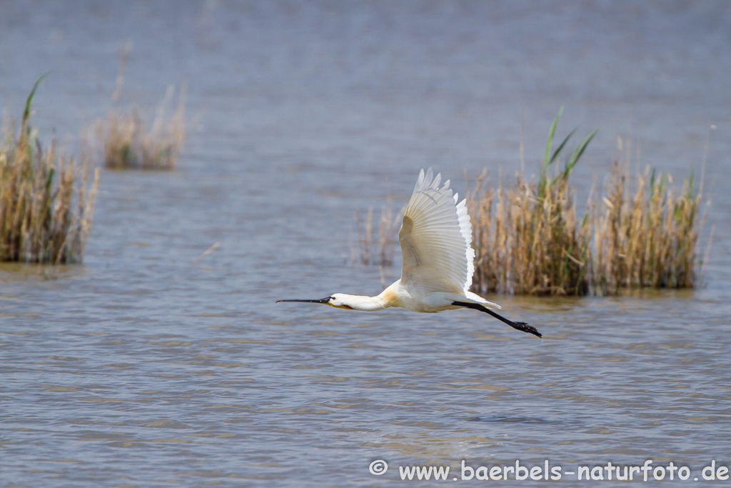 Löffler, Löffelreiher, Ibisvögel 