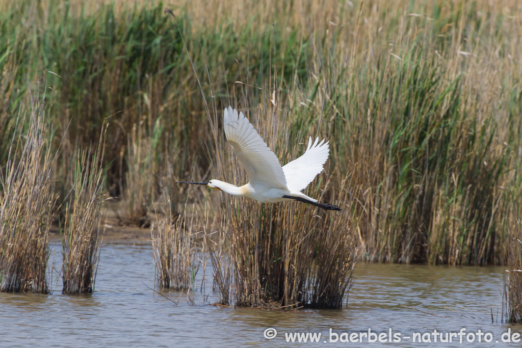 Löffler, Löffelreiher, Ibisvögel 