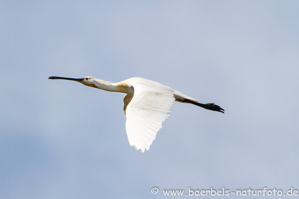 Löffler, Löffelreiher, Ibisvögel 