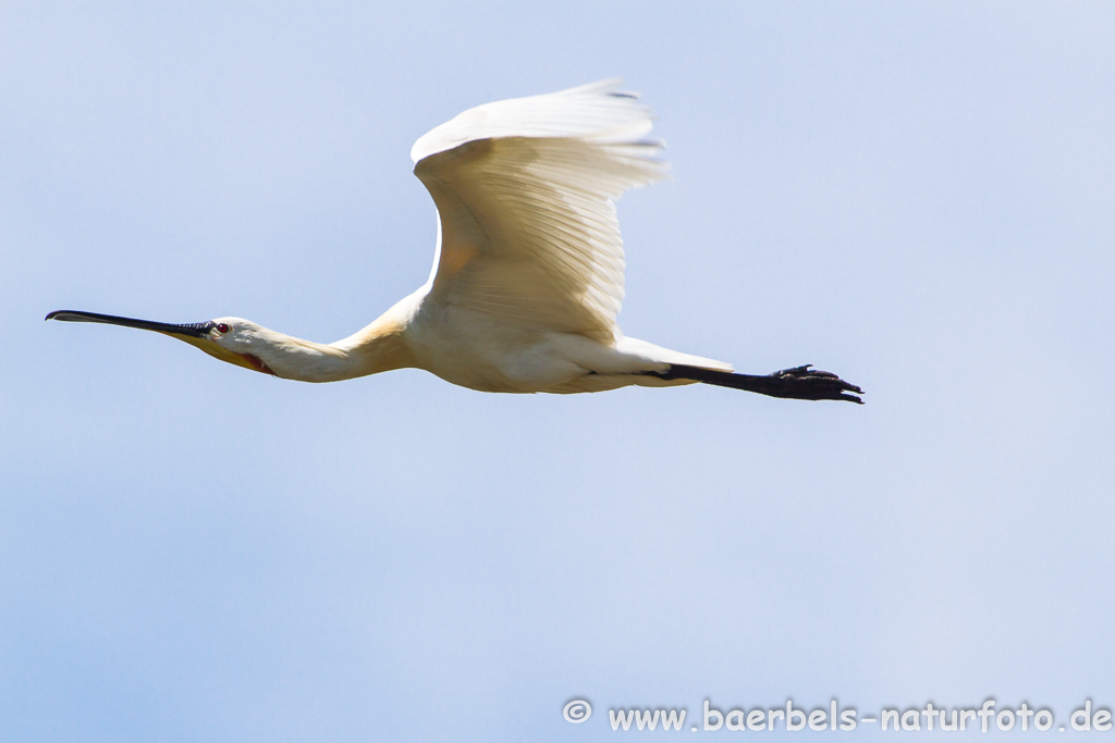 Löffler, Löffelreiher, Ibisvögel 