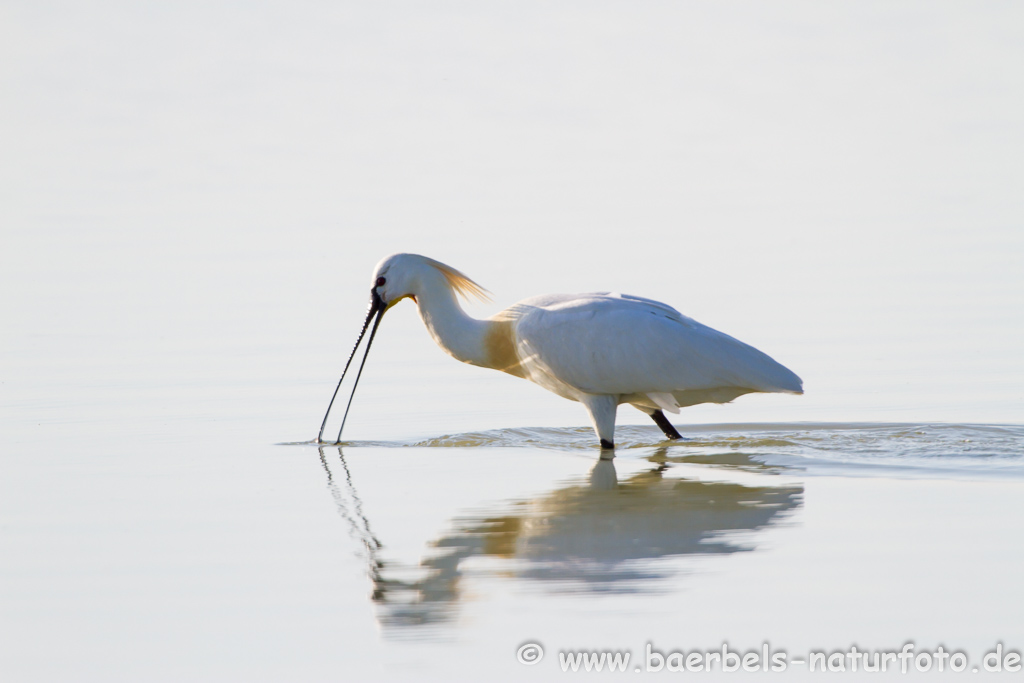 Löffler, Löffelreiher, Ibisvögel 