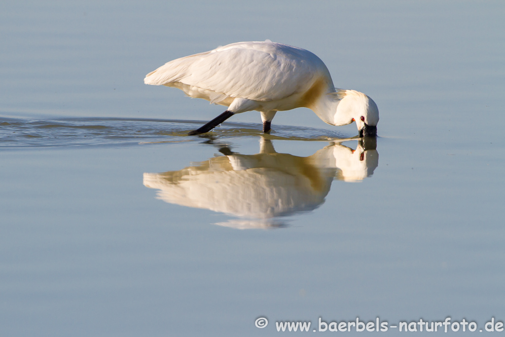 Löffler, Löffelreiher, Ibisvögel 