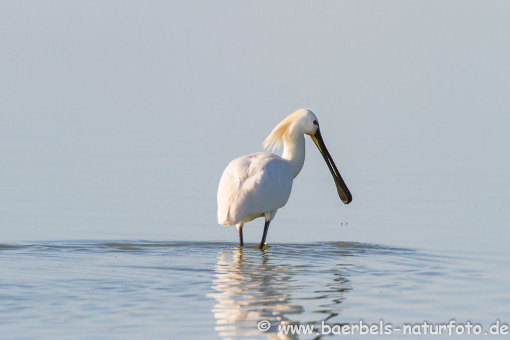 Löffler, Löffelreiher, Ibisvögel 