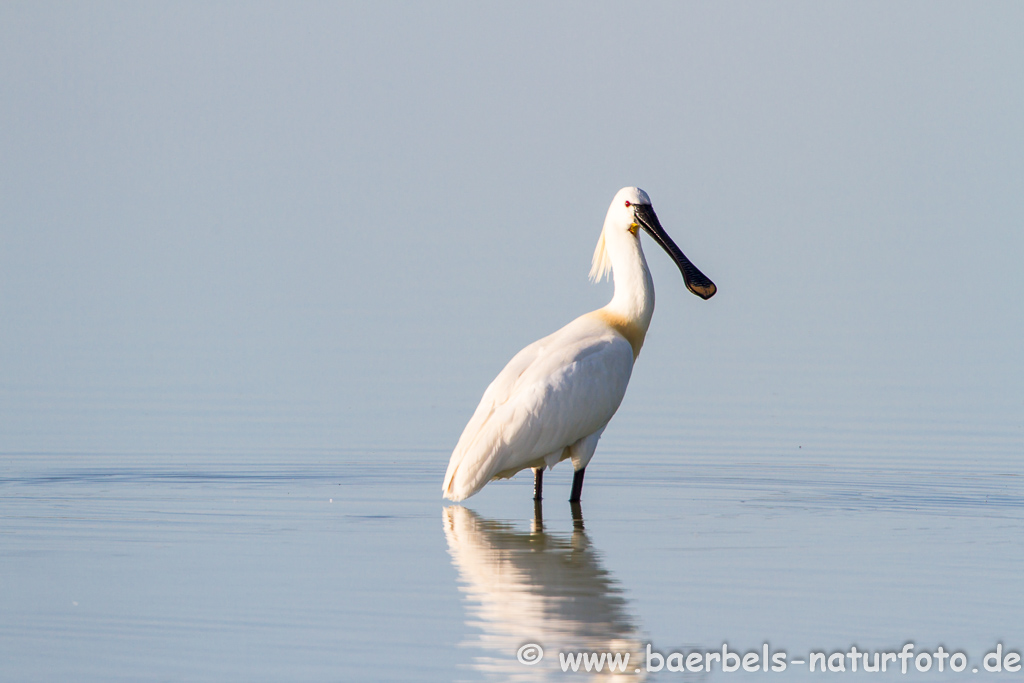 Löffler, Löffelreiher, Ibisvögel 