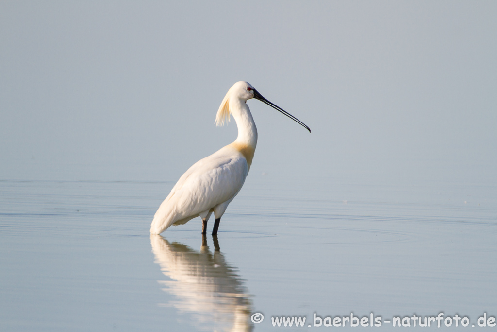 Löffler, Löffelreiher, Ibisvögel 